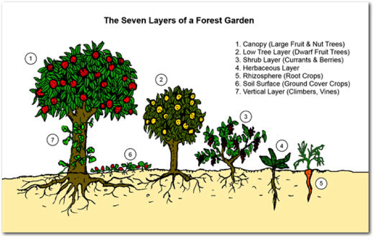 7-layers-of-the-forest