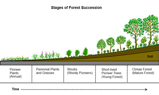 Forest-Succession_profile_chart