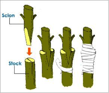 V-grafting-technique