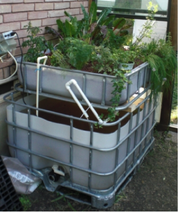 aquaponics-in-totes