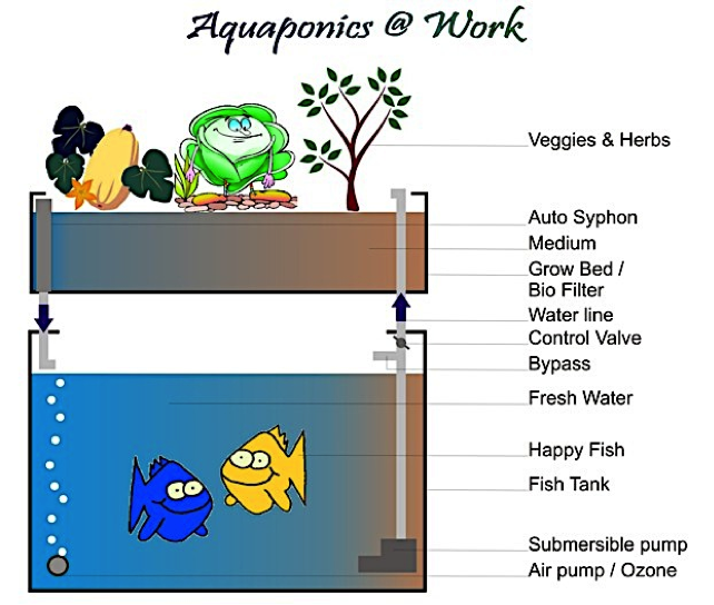 aquaponics