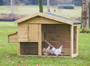 chicken-coop-barnevelder