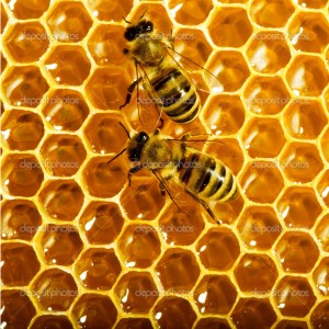 bees work on honeycomb