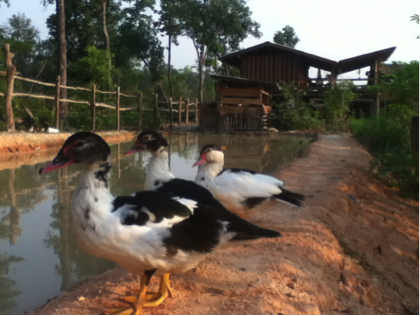ducks