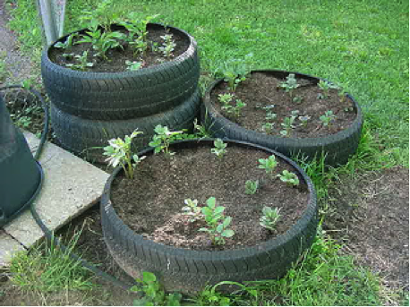 growing-potatoes-in-tires