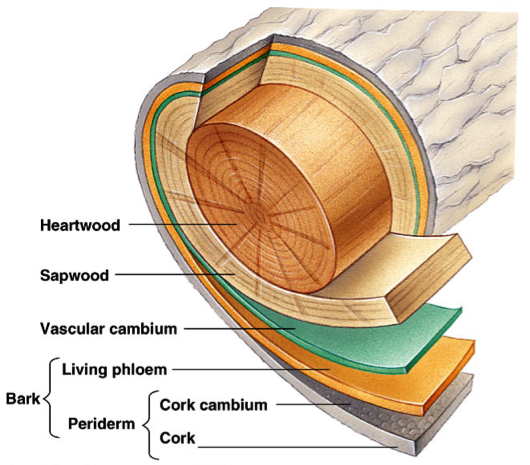 layers-of-a-tree