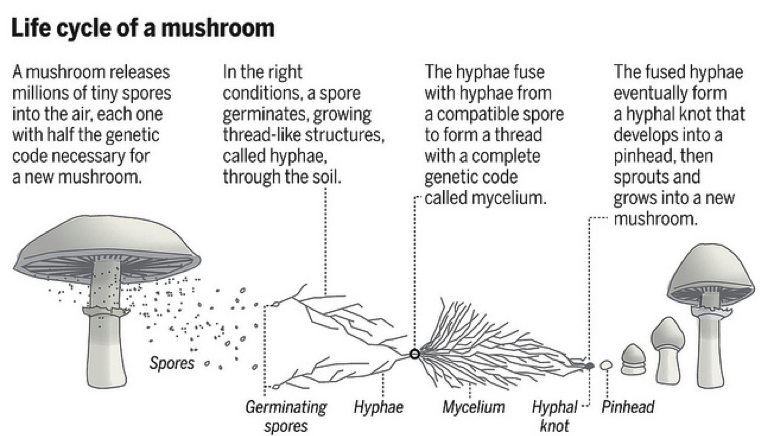 life-cycle-of-a-mushroom