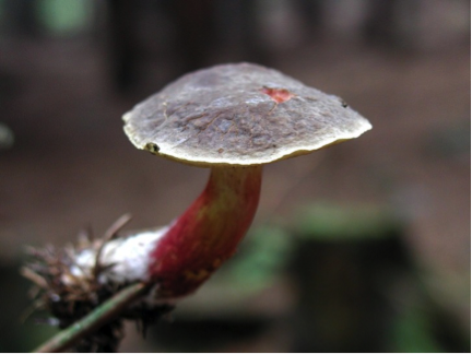 mushroom