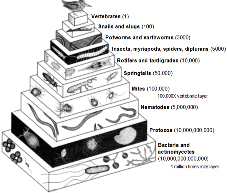 organisms-in-the-soil