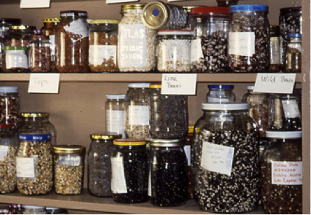 preserving-food-in-jars