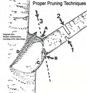 pruning-techniques