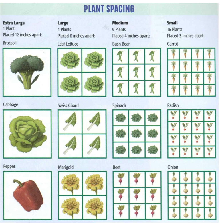 sfg-plant-spacing