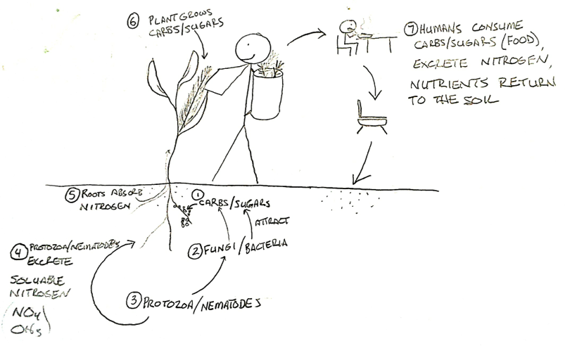 soil-food-web