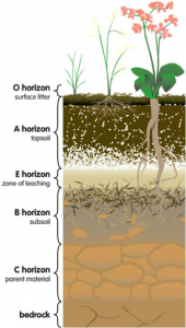 soil-horizons