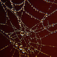 spider-web