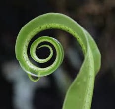 stock-footage-fern-baby-leaf-spiral-pattern