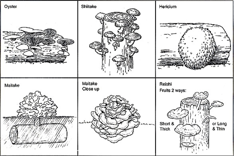 tree-inoculation