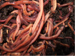 worms